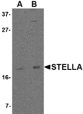 Polyclonal Rabbit anti-Human DPPA3 / STELLA Antibody (WB)