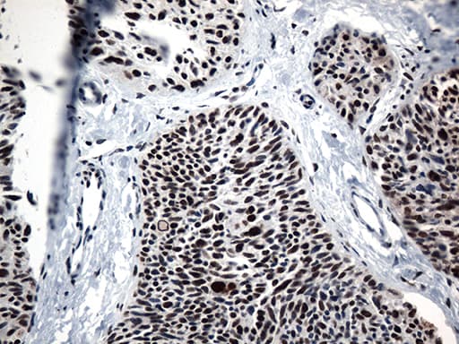 GTF3C4 Antibody (aa583-822, clone OTI4A1)