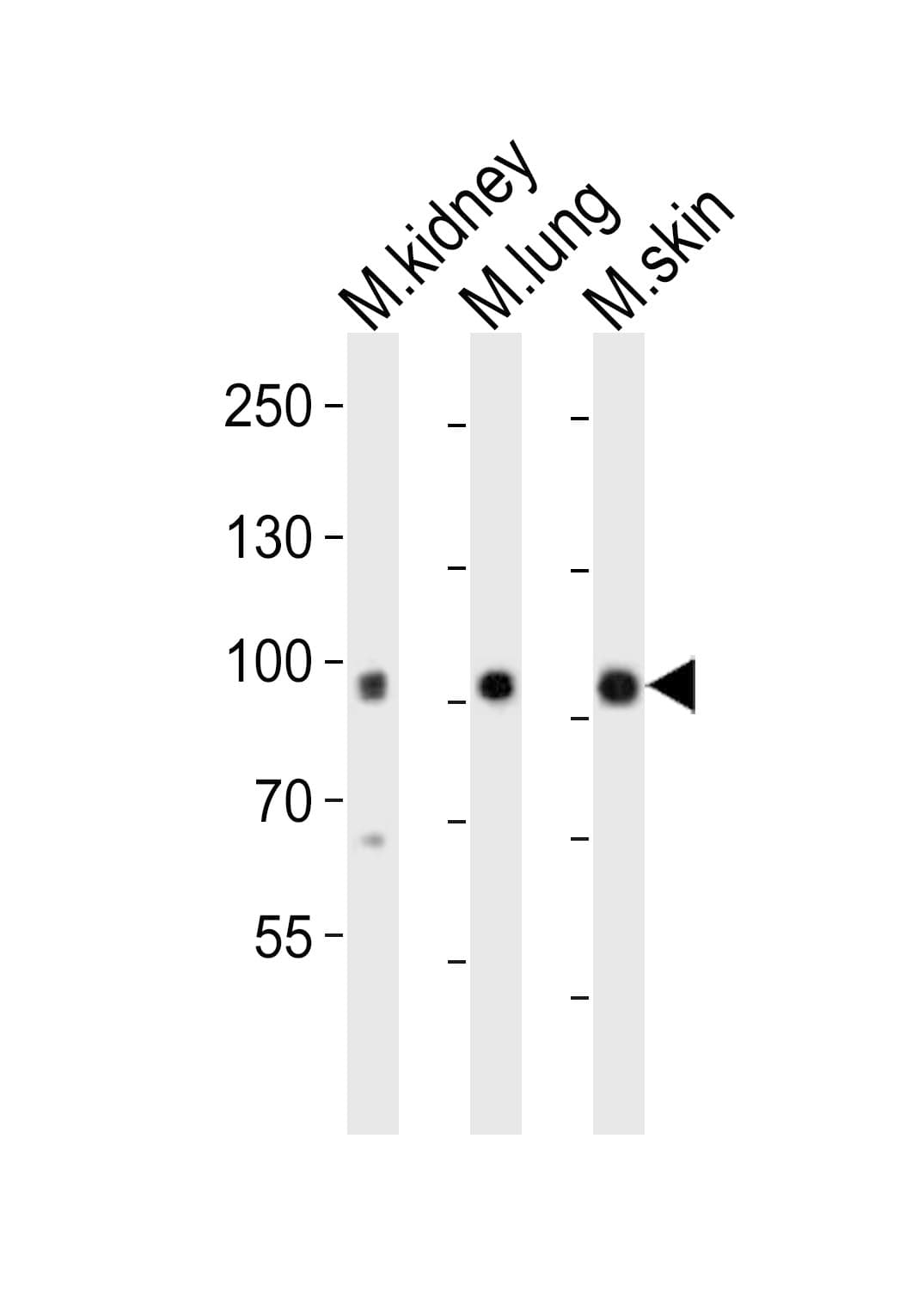 Polyclonal Rabbit anti-Mouse EPHA1 / EPH Receptor A1 Antibody (aa70-105, WB)