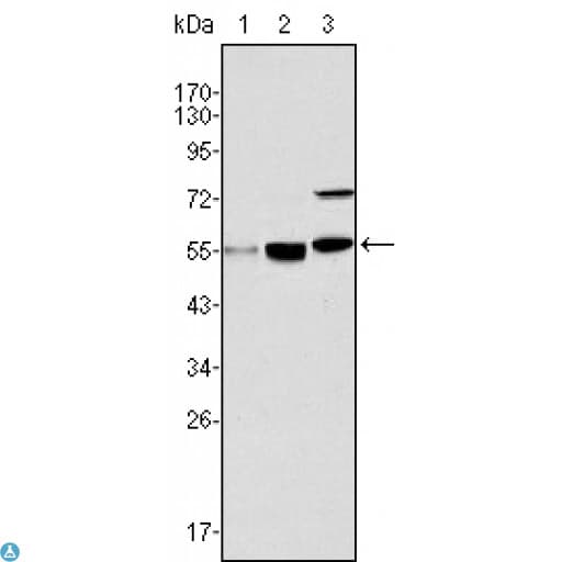 MYST1 Antibody