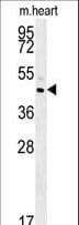 TAMM41 / C3orf31 Antibody (aa180-208)