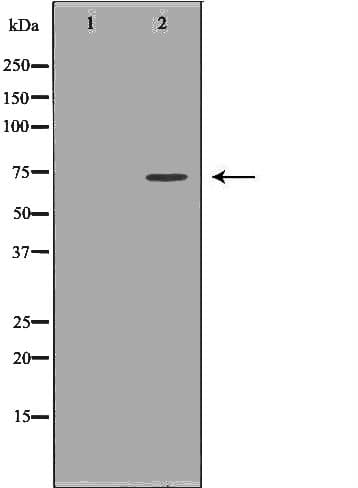 TCF4 Antibody