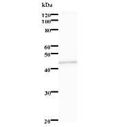 Monoclonal Mouse anti-Human STK38L / NDR2 Antibody (clone 3563C2a, WB)