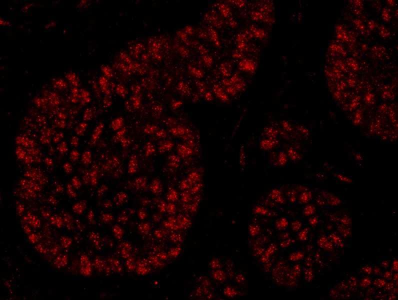RTF1 Antibody (C-Terminus)