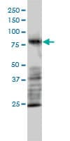 Monoclonal Mouse anti-Human MRE11A / MRE11 Antibody (clone 1D8-A6, WB)
