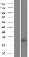 SLMO1 Protein (Over-Expression Lysate Myc-DDK (Flag))