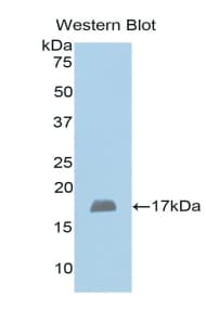 HBA1+2 / Hemoglobin Alpha Antibody (aa1-142, FITC)