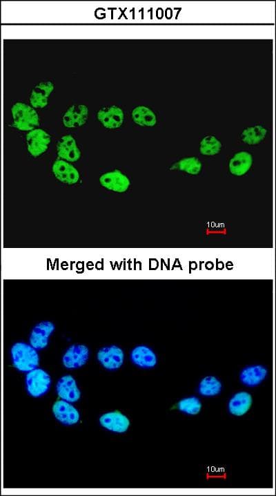 CDC26 Antibody (aa1-85)