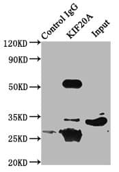 RAB6KIFL / KIF20A Antibody