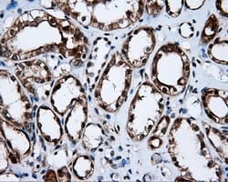 APP / Beta Amyloid Precursor Antibody (clone OTI7G9)