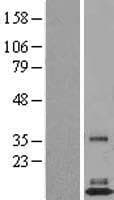 FAM19A3 Protein (Over-Expression Lysate Myc-DDK (Flag))