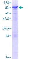 Human NELFCD / TH1L / TH1 Protein (Recombinant GST)