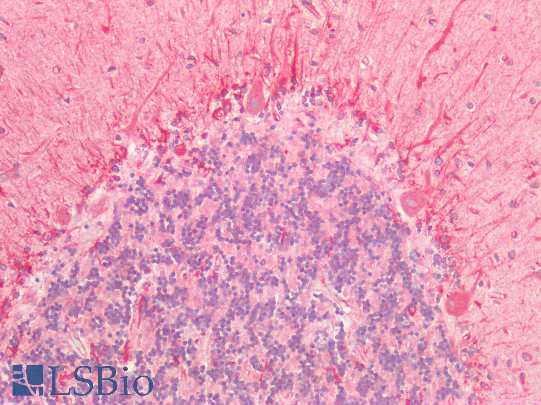 PathPlus™ CD47 Antibody