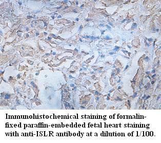 ISLR Antibody (aa111-275)