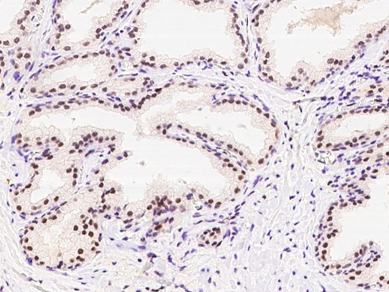 PAPOLA Antibody