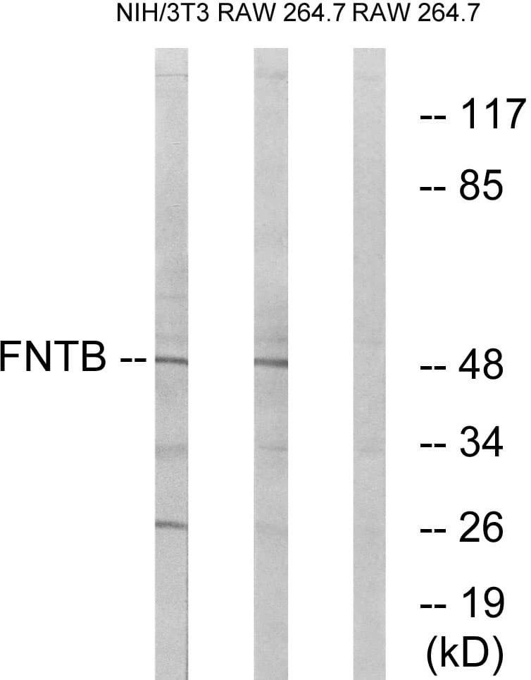 FNTB Antibody (aa255-304)