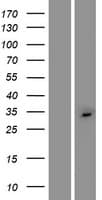 C2orf73 Protein (Over-Expression Lysate Myc-DDK (Flag))