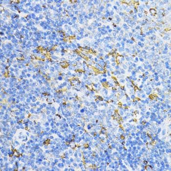 CD274 / B7-H1 / PD-L1 Antibody
