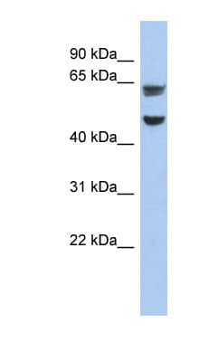 ZP1 Antibody (C-Terminus)