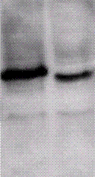 ING1 Antibody (N-Terminus)
