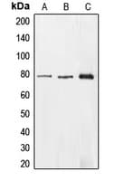 EHHADH / Enoyl-Coa Hydratase Antibody (Internal)