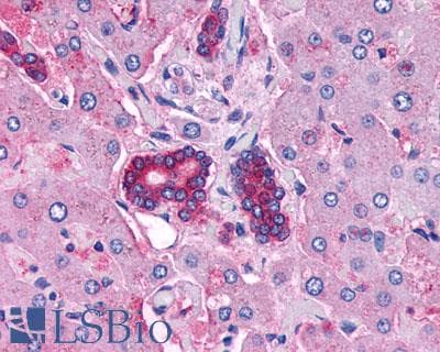 PathPlus™ VPAC2 / VIPR2 Antibody (C-Terminus)