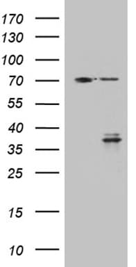 GSG1 Antibody (aa43-246, clone OTI4A9)