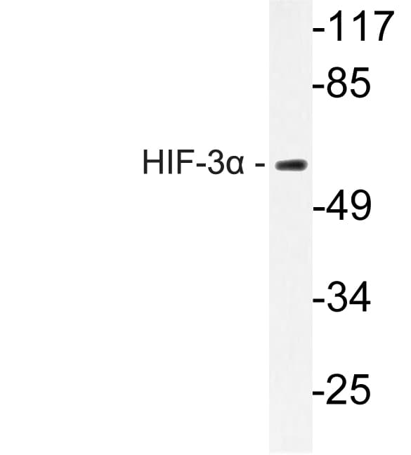HIF3A / HIF3-Alpha Antibody (aa305-354)