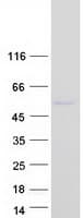 Human BRUNOL5 / CELF5 Protein (Recombinant Myc-DDK (Flag))
