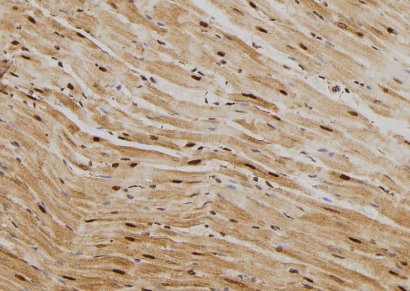 HSPA1A Antibody