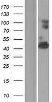 VWA1 / WARP Protein (Over-Expression Lysate Myc-DDK (Flag))