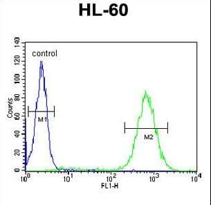 BHLHE22 / BHLHB5 Antibody (aa236-264)