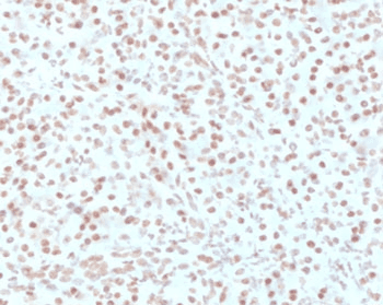 AKT1 Antibody (clone RASTPK-1, Azide-free, BSA-free)
