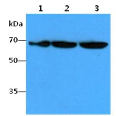 FUBP1 Antibody (clone AT14F5)