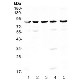 NOX4 Antibody