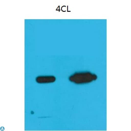 Anti-Nano-Tag9 antibody Antibody