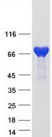 Human SYN1 / Synapsin 1 Protein (Recombinant Myc-DDK (Flag))