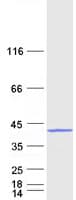 Human ASB9 Protein (Recombinant Myc-DDK (Flag))