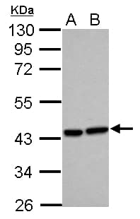 HMOX2 / Heme Oxygenase 2 Antibody