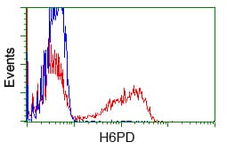 H6PD / G6PDH Antibody (clone OTI2A7)