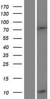 DEFB132 Protein (Over-Expression Lysate Myc-DDK (Flag))