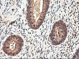 RNPEP Antibody (clone OTI3B5)