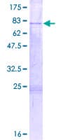 Human CPA6 / Carboxypeptidase A6 Protein (Recombinant GST)