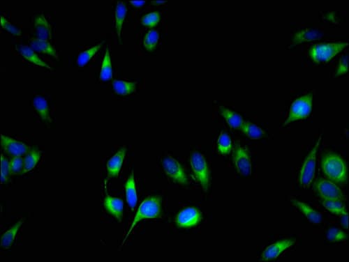 PCOTH Antibody