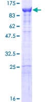 Human KPNB1 / Importin Beta Protein (Recombinant GST)