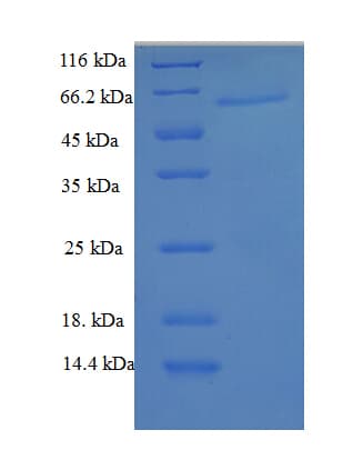 Mouse Lgals6 / Galectin-6 Protein (Recombinant GST)