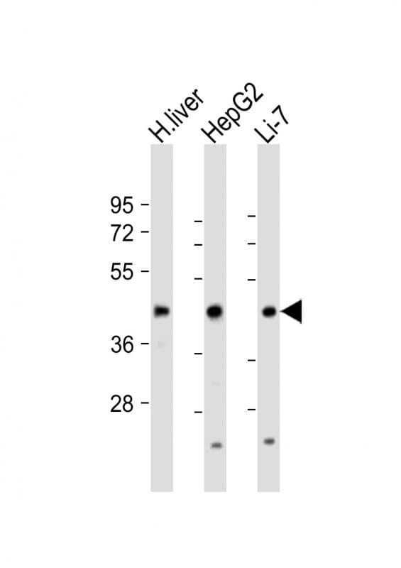 CREBH / CREB3L3 Antibody (aa244-274)