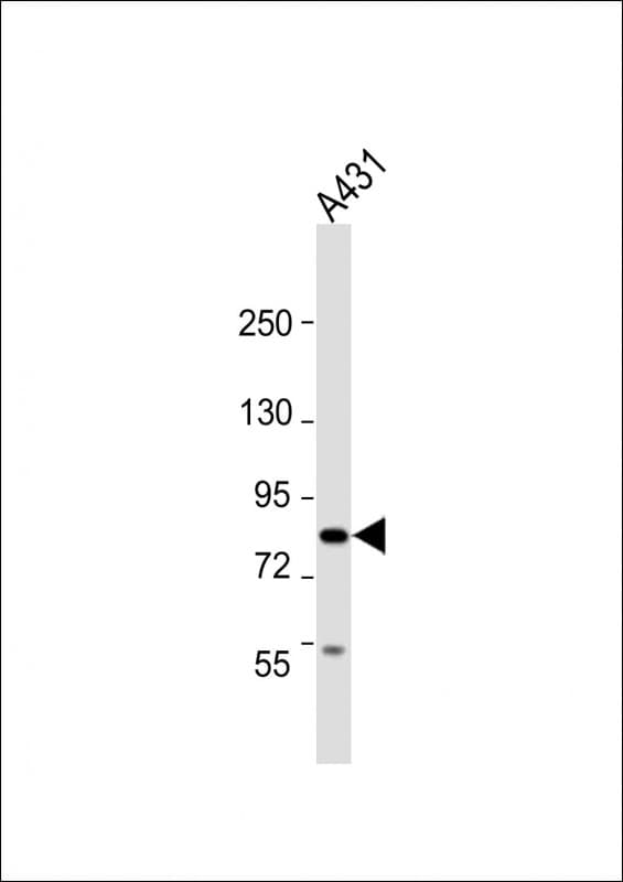 UHRF1BP1 / ICBP90 Antibody (C-Terminus)