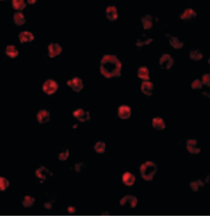 IHC-plus™ TLR3 Antibody