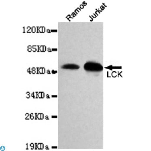 p56lck / LCK Antibody